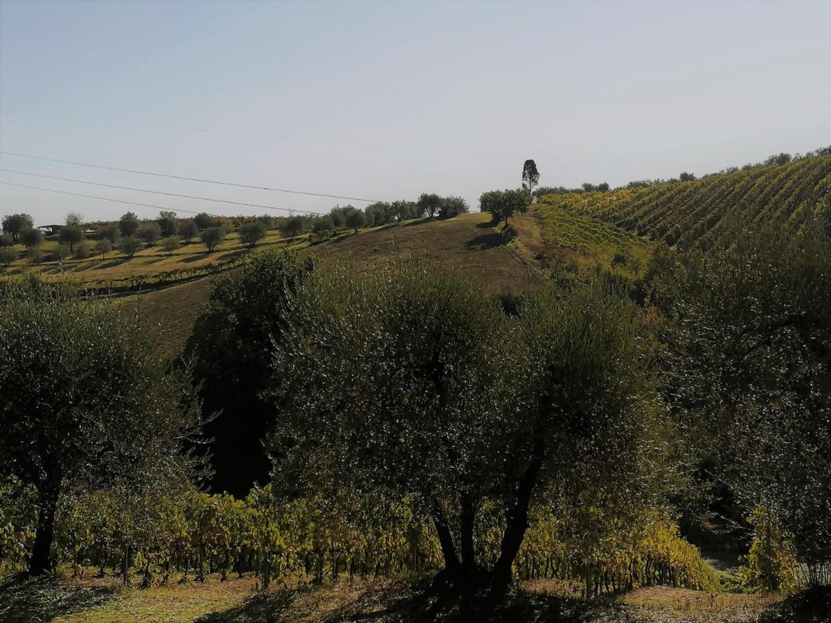 Agricamping Poggio Ai Pini Wine Camping Certaldo Exterior foto